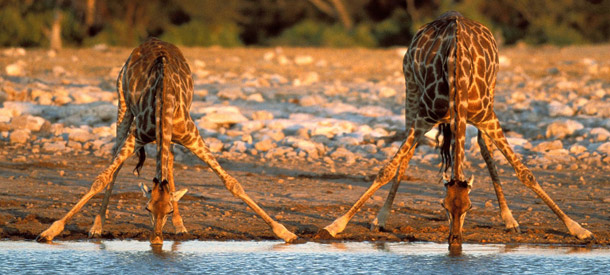 giraffes drinking