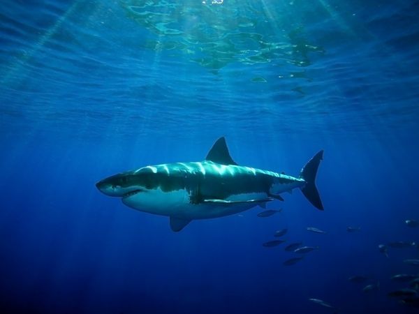 underwater shark