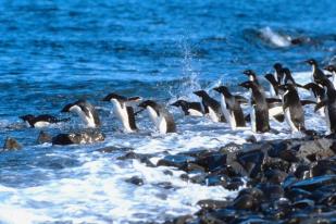 penguin fly dive.jpg